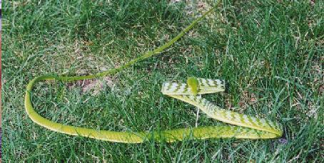 Asian Vine Snake