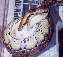 Borneo Blood Python