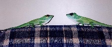 knight anoles