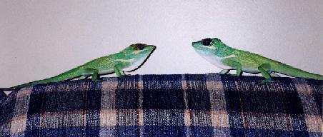 knight anoles