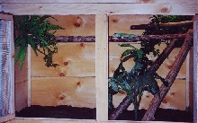 knight anoles