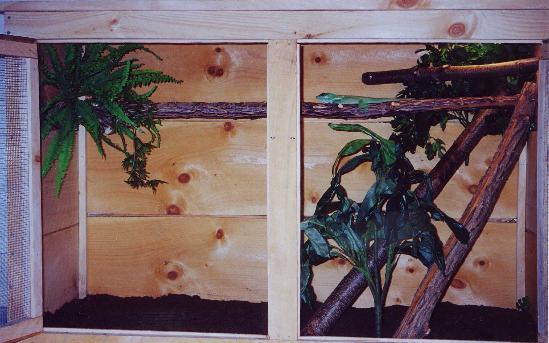 knight anoles