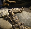 Desert Horned Lizards