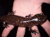 California Giant Salamander