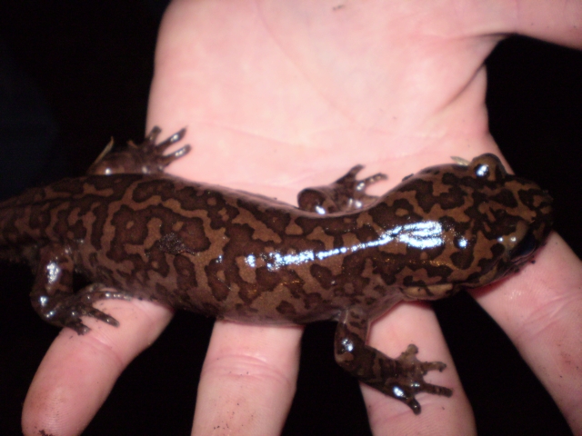California Giant Salamander