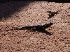Joshua Tree Spiny
