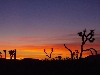 Joshua Tree Sunset