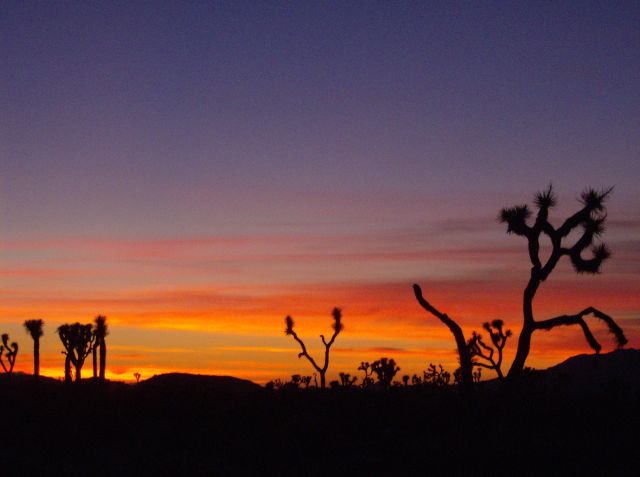 Joshua Tree Sunset