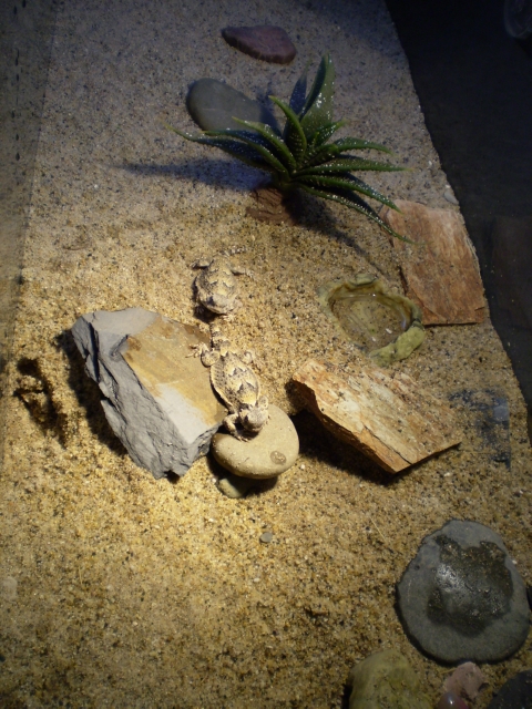 Tank View