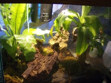 My Terrarium