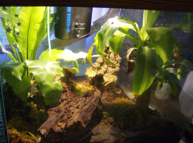 My Terrarium