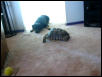 sulcata and dog