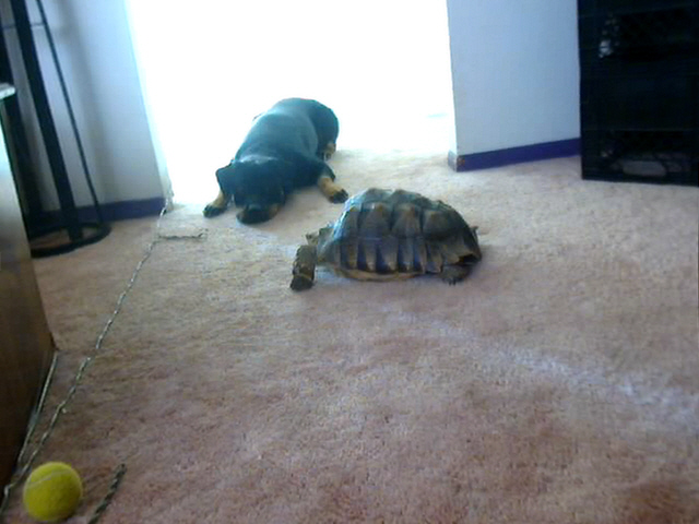 sulcata and dog