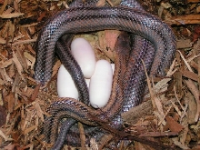 female bairdi with eggs