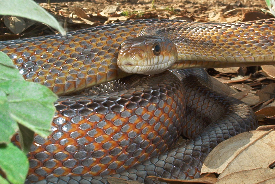 Female Eastern TX Baird's Rat snake