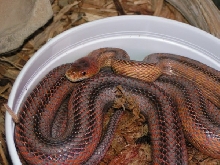 male 01 bairdi
