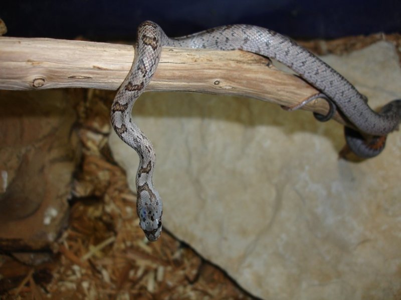 05 bairdi female