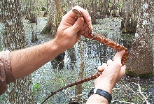 broad banded watersnake