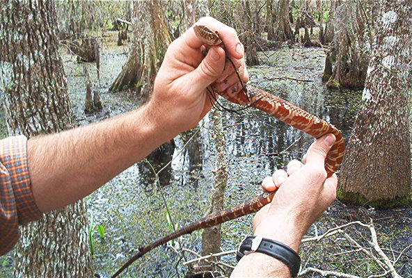 broad banded watersnake