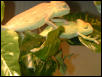 Chameleons1