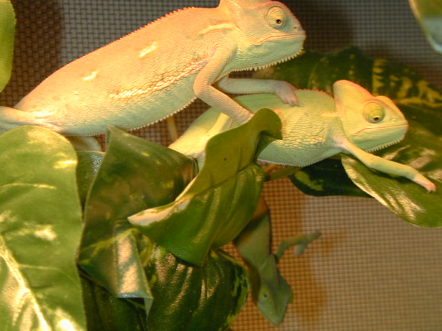 Chameleons1