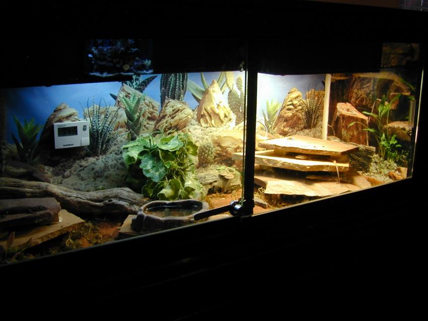 Cage Setup