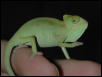 Chameleon