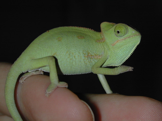 Chameleon
