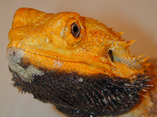 Charles1