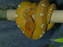 Jayapura Green Tree Python
