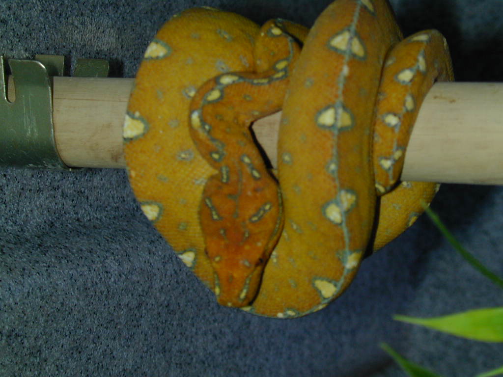Jayapura Green Tree Python