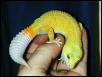 PatternlessAlbino