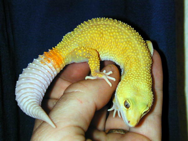 PatternlessAlbino