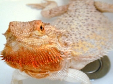 Hypo Pastel