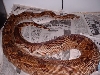 Gravid salmon 2005