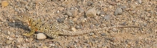 Female Reticulated Collard Lizard