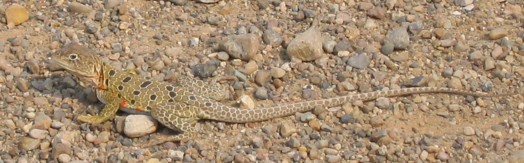 Female Reticulated Collard Lizard