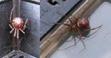 Unknown brown spider. (The Punisher?)