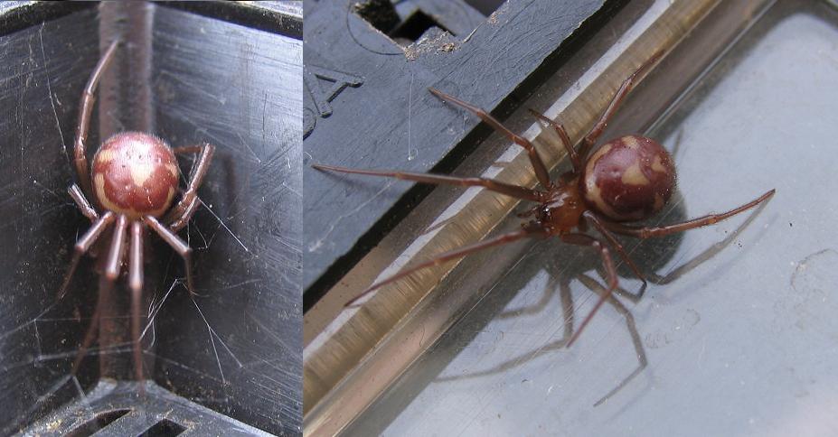 Unknown brown spider. (The Punisher?)