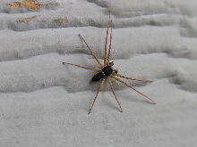 Unknown small spider?