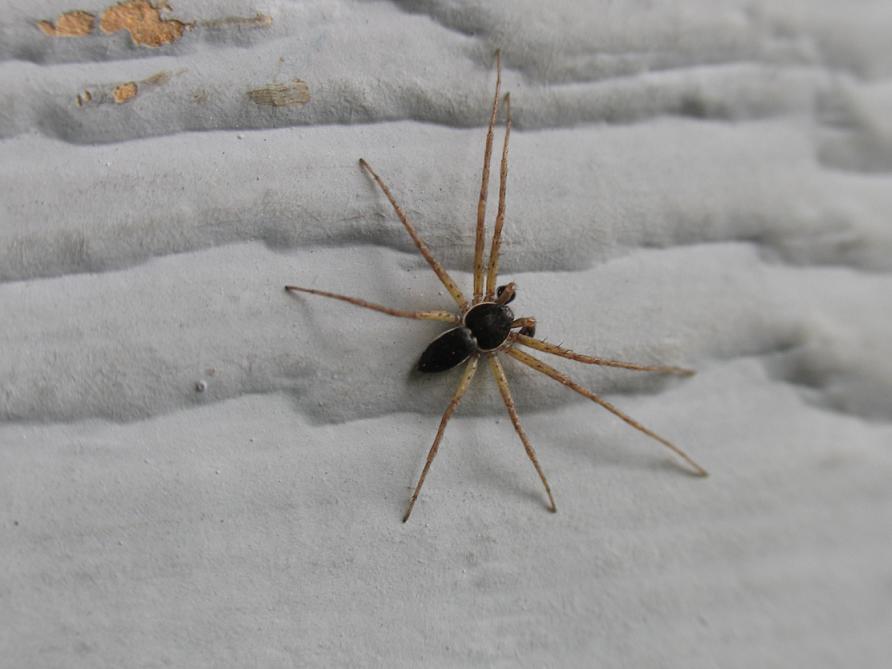 Unknown small spider?