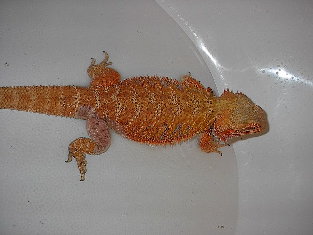Mija Pic 4
