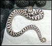 Our new hognose