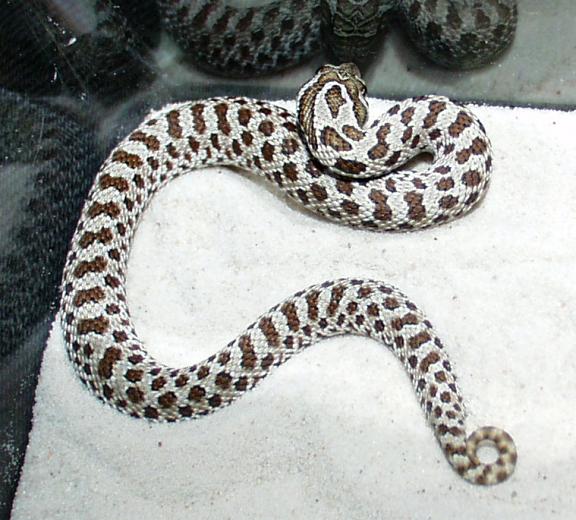 Our new hognose