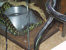 JCP's mating 2.