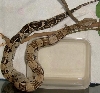 07 anery female 2