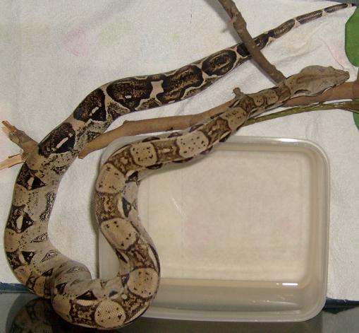 07 anery female 2