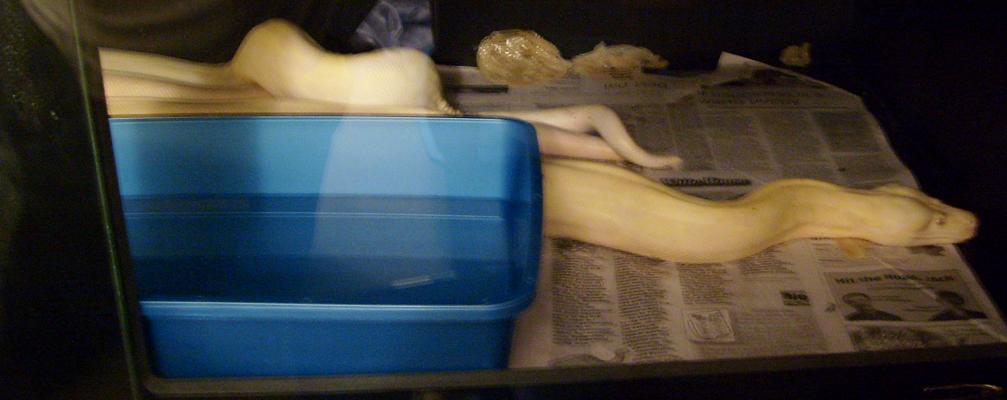 snow boa copulation