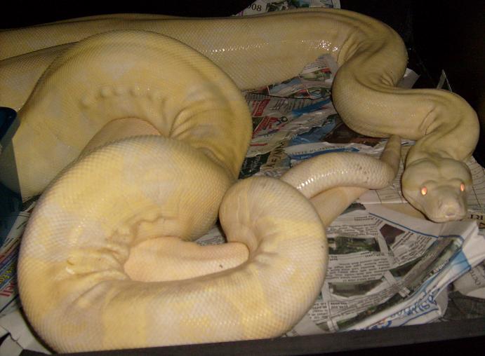 snow boa copulation 2