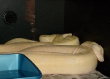 adult snow boa pair